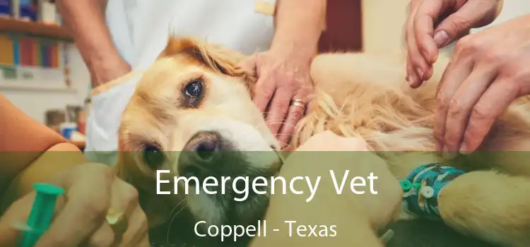 Emergency Vet Coppell - Texas