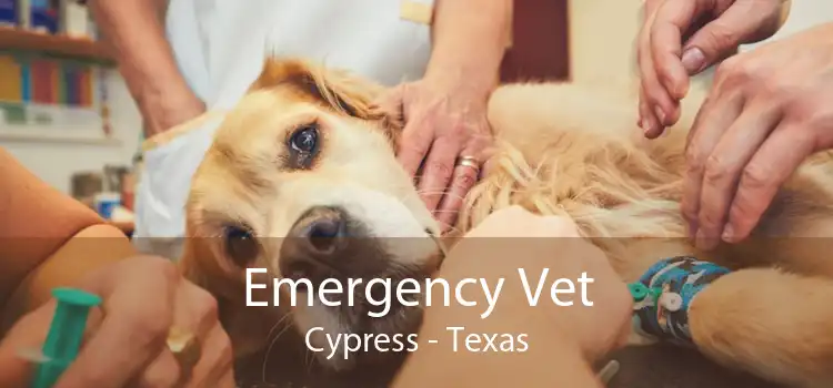 Emergency Vet Cypress - Texas