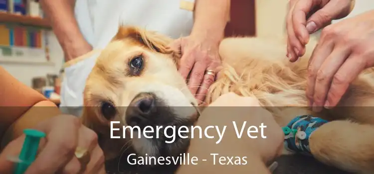 Emergency Vet Gainesville - Texas