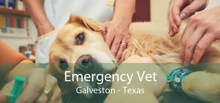 Emergency Vet Galveston - Texas