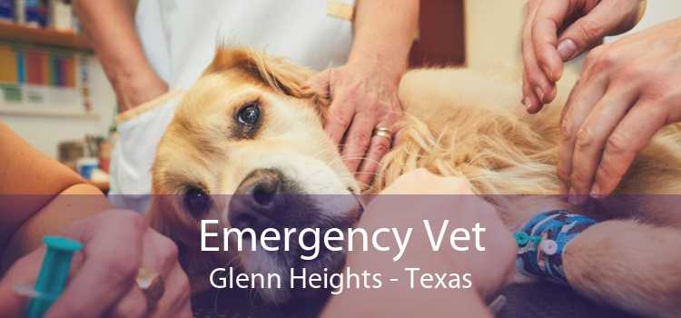 Emergency Vet Glenn Heights - Texas