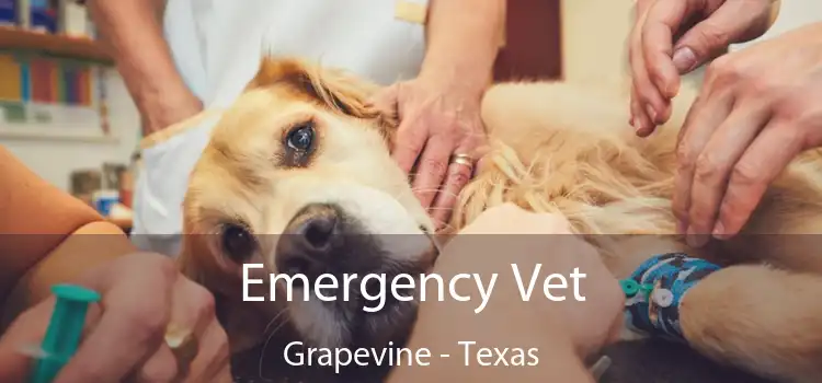 Emergency Vet Grapevine - Texas