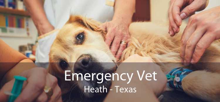 Emergency Vet Heath - Texas