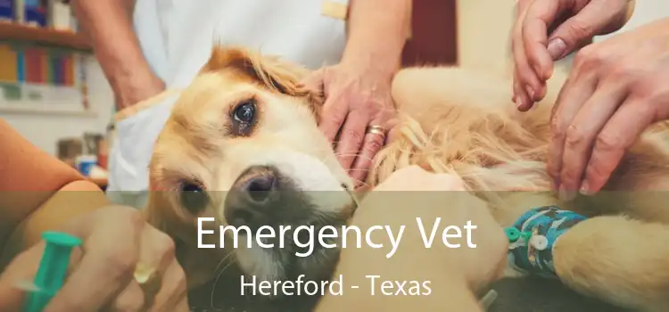 Emergency Vet Hereford - Texas