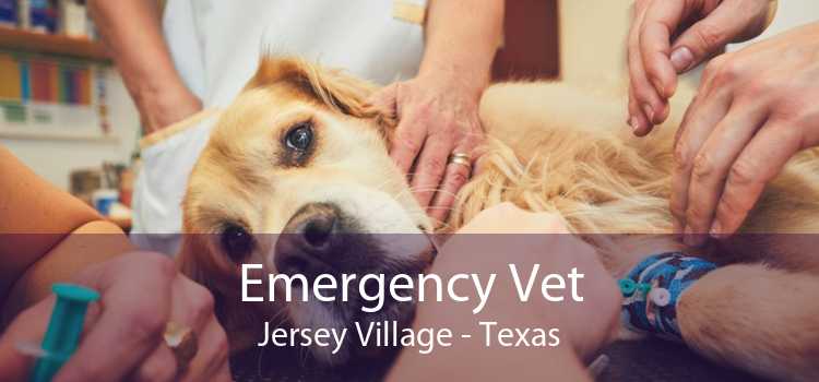 Emergency Vet Jersey Village - Texas