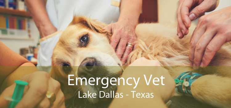 Emergency Vet Lake Dallas - Texas