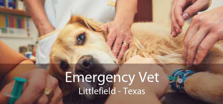 Emergency Vet Littlefield - Texas