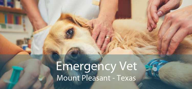 Emergency Vet Mount Pleasant - Texas