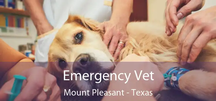 Emergency Vet Mount Pleasant - Texas