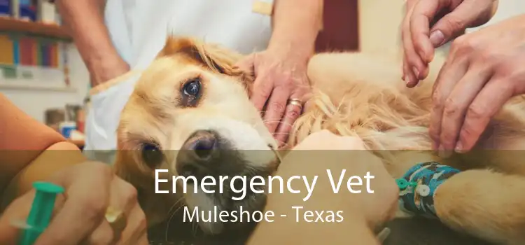 Emergency Vet Muleshoe - Texas
