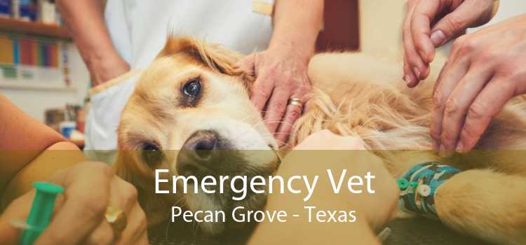 Emergency Vet Pecan Grove - Texas
