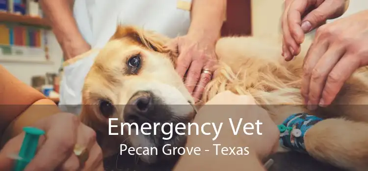 Emergency Vet Pecan Grove - Texas