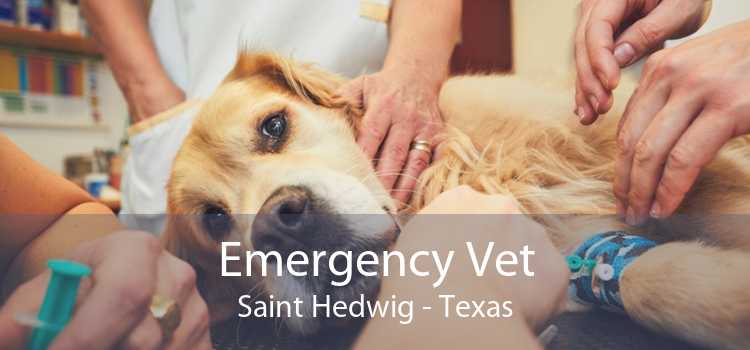 Emergency Vet Saint Hedwig - Texas
