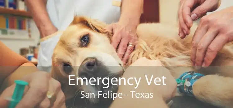 Emergency Vet San Felipe - Texas