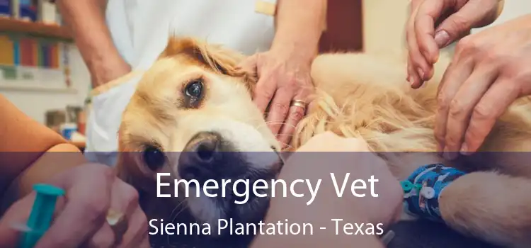 Emergency Vet Sienna Plantation - Texas