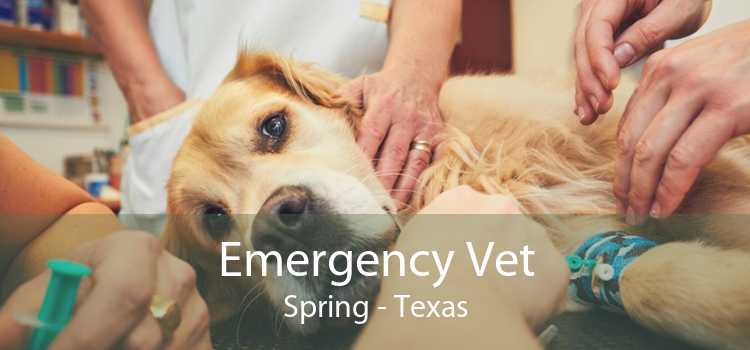 Emergency Vet Spring - Texas