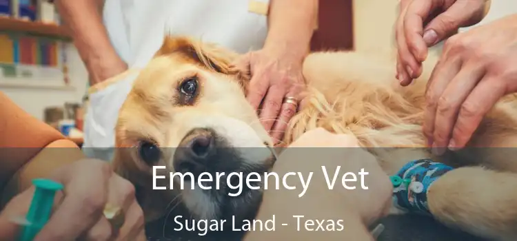 Emergency Vet Sugar Land - Texas