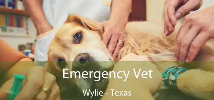 Emergency Vet Wylie - Texas