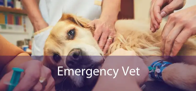 Emergency Vet 