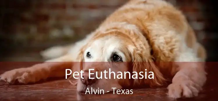 Pet Euthanasia Alvin - Texas