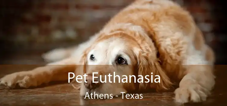 Pet Euthanasia Athens - Texas