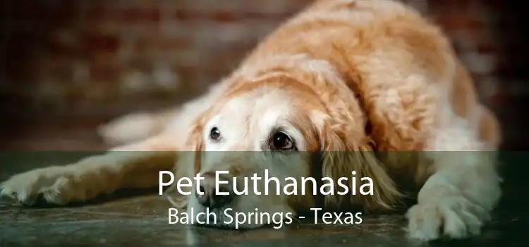 Pet Euthanasia Balch Springs - Texas