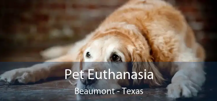 Pet Euthanasia Beaumont - Texas