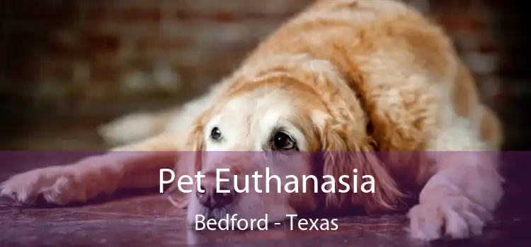 Pet Euthanasia Bedford - Texas