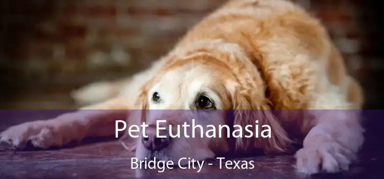 Pet Euthanasia Bridge City - Texas