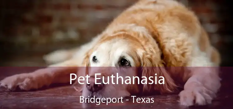 Pet Euthanasia Bridgeport - Texas