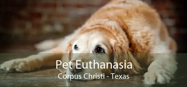 Pet Euthanasia Corpus Christi - Texas