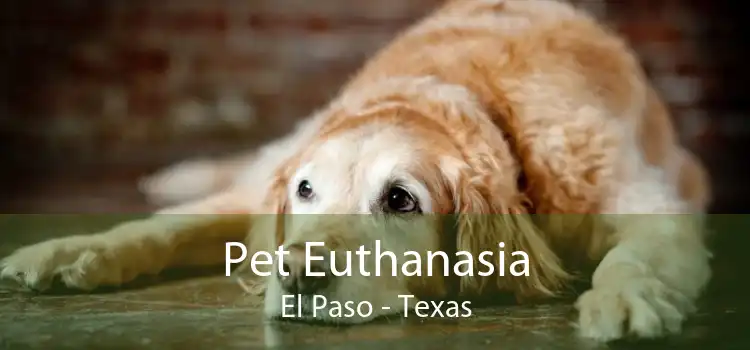 Pet Euthanasia El Paso - Texas