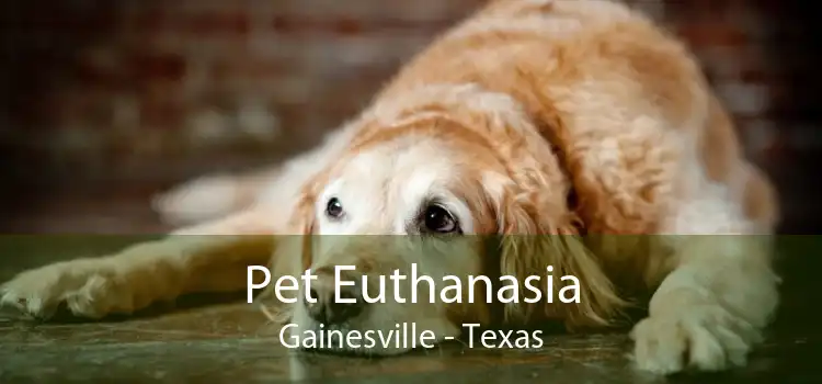 Pet Euthanasia Gainesville - Texas