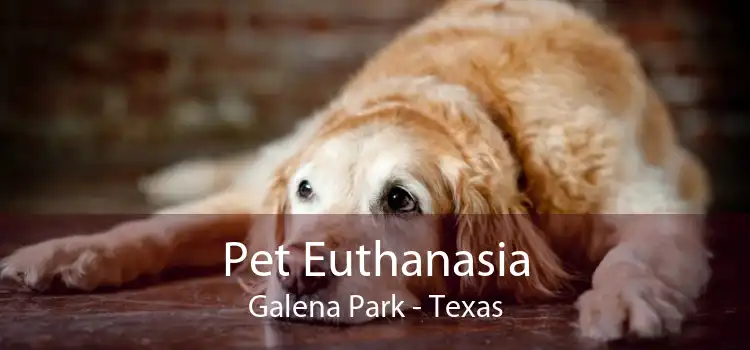 Pet Euthanasia Galena Park - Texas