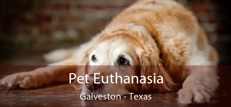 Pet Euthanasia Galveston - Texas