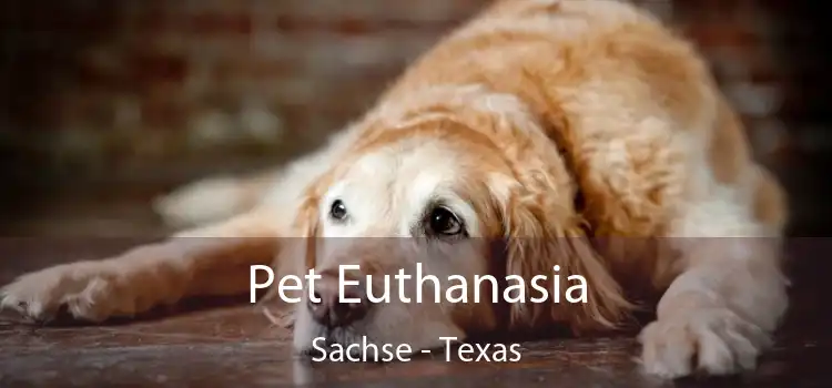 Pet Euthanasia Sachse - Texas