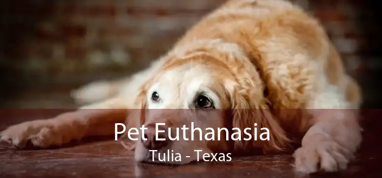 Pet Euthanasia Tulia - Texas