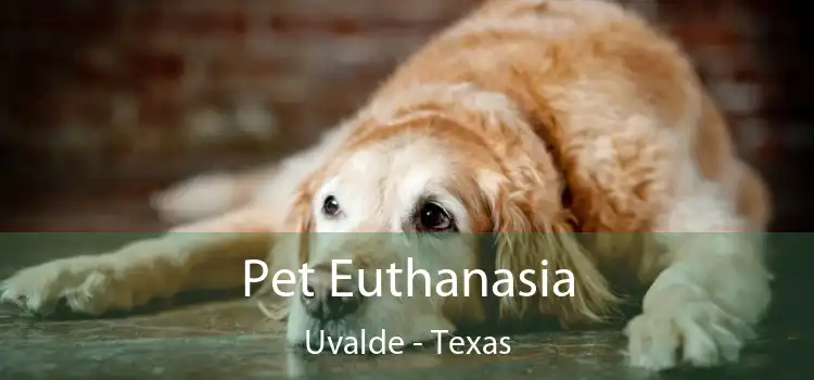 Pet Euthanasia Uvalde - Texas