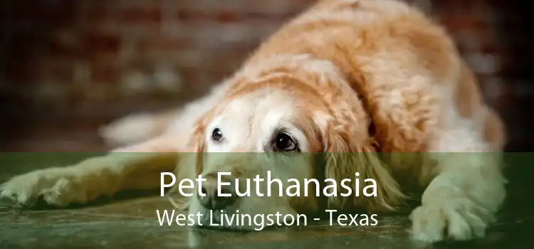 Pet Euthanasia West Livingston - Texas