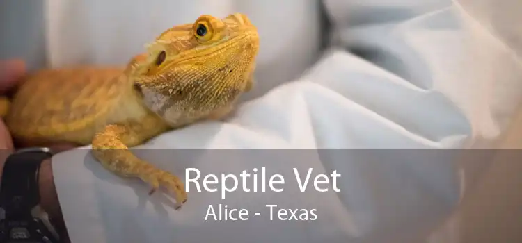 Reptile Vet Alice - Texas