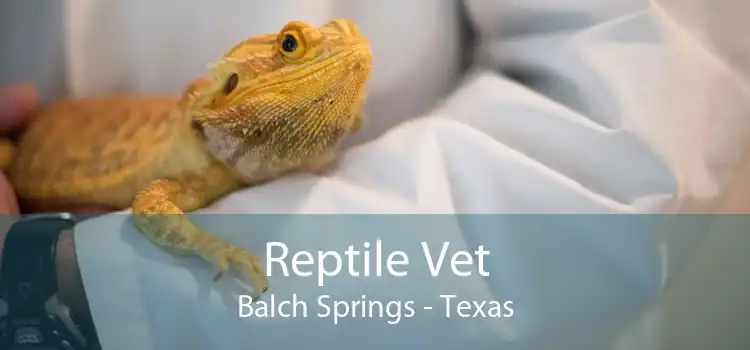 Reptile Vet Balch Springs - Texas