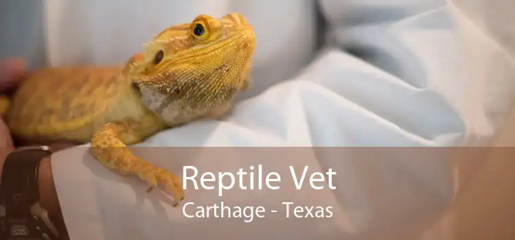 Reptile Vet Carthage - Texas