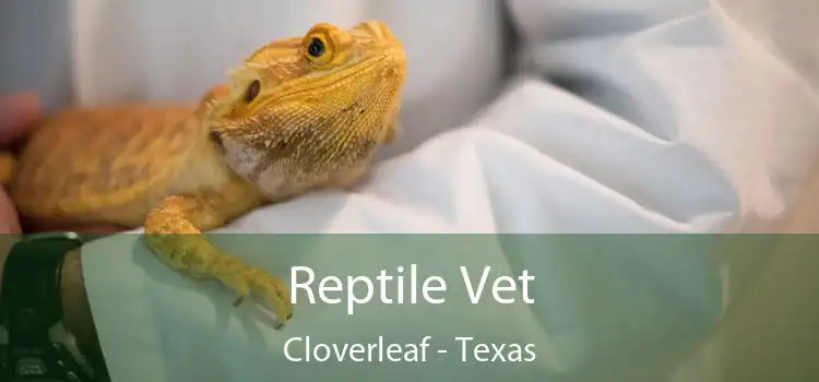 Reptile Vet Cloverleaf - Texas