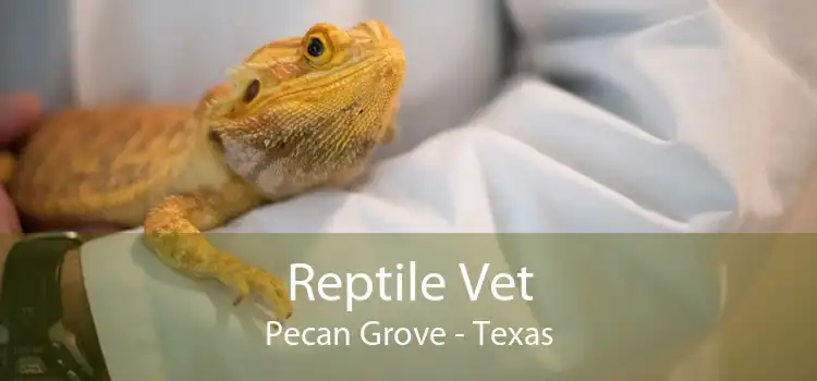 Reptile Vet Pecan Grove - Texas