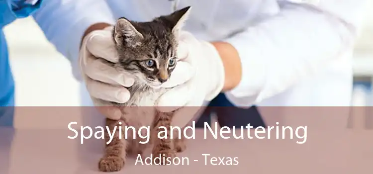 Spaying and Neutering Addison - Texas