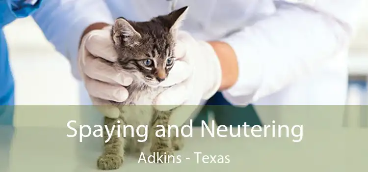 Spaying and Neutering Adkins - Texas