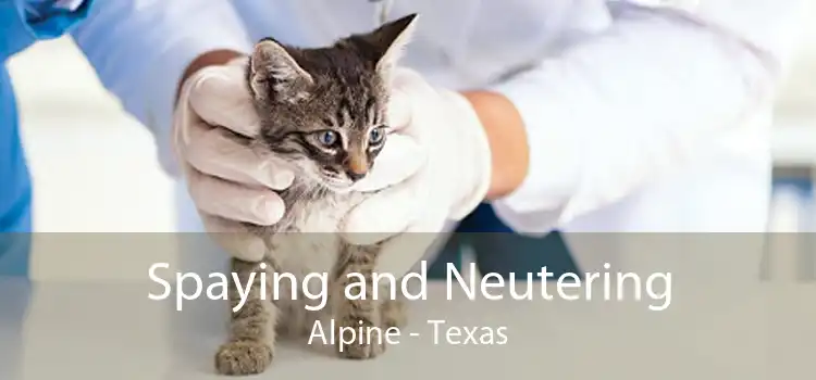 Spaying and Neutering Alpine - Texas