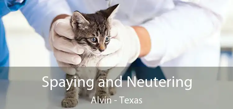 Spaying and Neutering Alvin - Texas