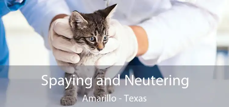 Spaying and Neutering Amarillo - Texas