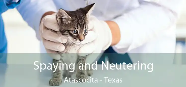 Spaying and Neutering Atascocita - Texas